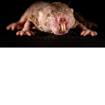 RATSE WORLD