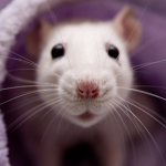 The Rising Rats