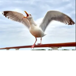 Seagull Bagel Squad