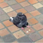 Sitting bird gang