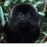 black monkeys lol