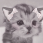 /kittnz Group Thumbnail