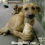 minecraft587 club
