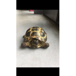 Turtle group UvU