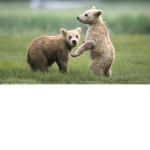 Brown Bears!