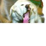 Finger'lickin