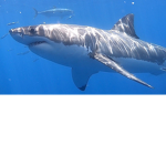 Sharksgang