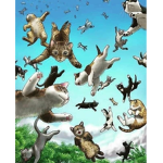 The Bears and Snow Leopard Alliance