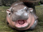 Da Nice Narwhals
