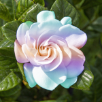 ~ColorRosie~