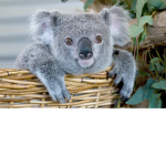 The Epic Koala Group