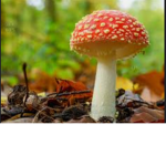 Mushroom cult…….