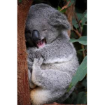 original *~-koala works-~* Group Thumbnail