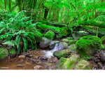 The rainforest to dying!:(