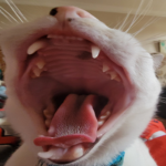 the c O_O