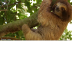 Sloth and Pomeranian friends!
