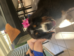 Addison la bisounours