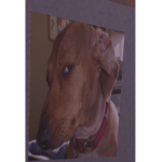 Dog with bombastic side eye