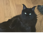 I’m The cat group