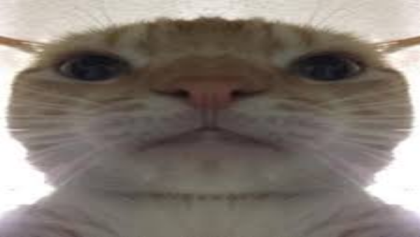 Cat meme Roblox decal