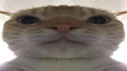 Wide cat reaction