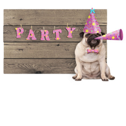 Puppy's Big Day!