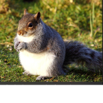 squirl army