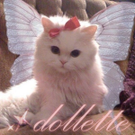 dollette୨ৎ