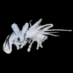 o11ie