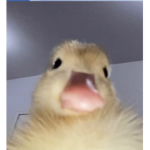 Döńätïöńś