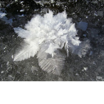 SaltFlwr