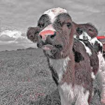 •Preppy Cows•