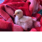 Welcome to chicken group!!!