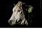 Cowz Mafia