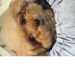 Dogs Team help the rats
