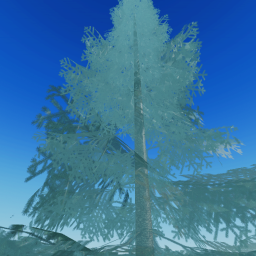 Biggest Tree Ever