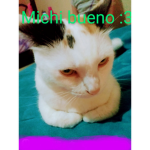 Los michis súper poderosos!!!