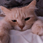 Purr Elite