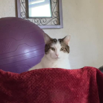 TPC: The Pop Cats