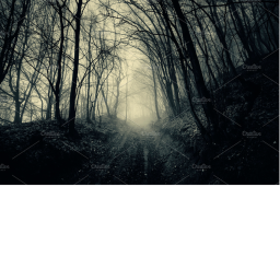 Haunted Forest if You Dare!!!!!