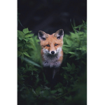 Team fox forever