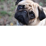 We Love Pugs!