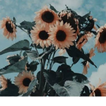 -sᴜɴғʟᴏᴡᴇʀs-