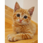 cats are the best in this world