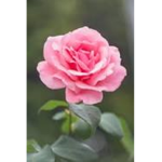 Flower Games Studio’s