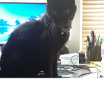 Da friendly cats