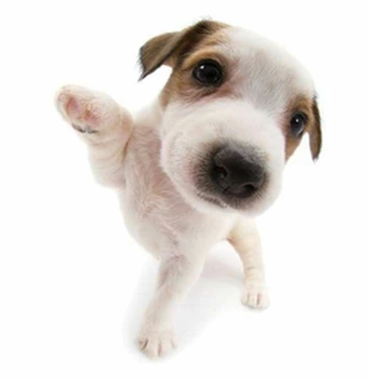 Doggy Daycare™ Roblox group icon