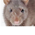 Rat club for the true rats