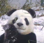/PANDIS