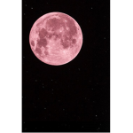 Pink Moon Store